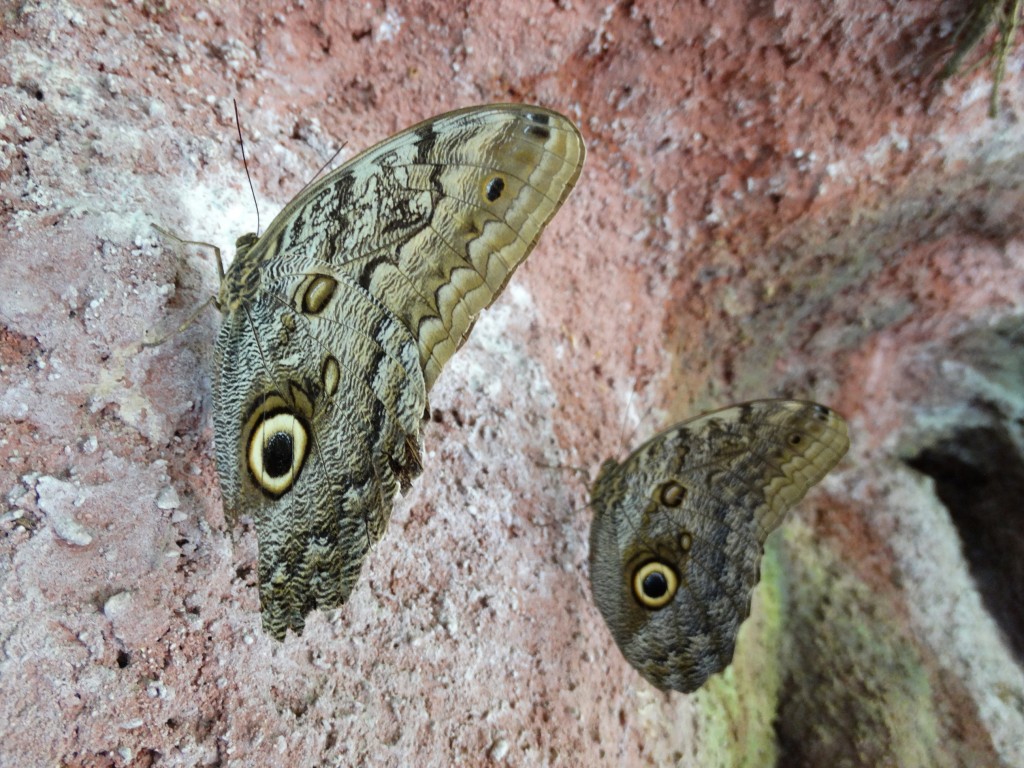 Butterfly - Mud, Pies and Pins