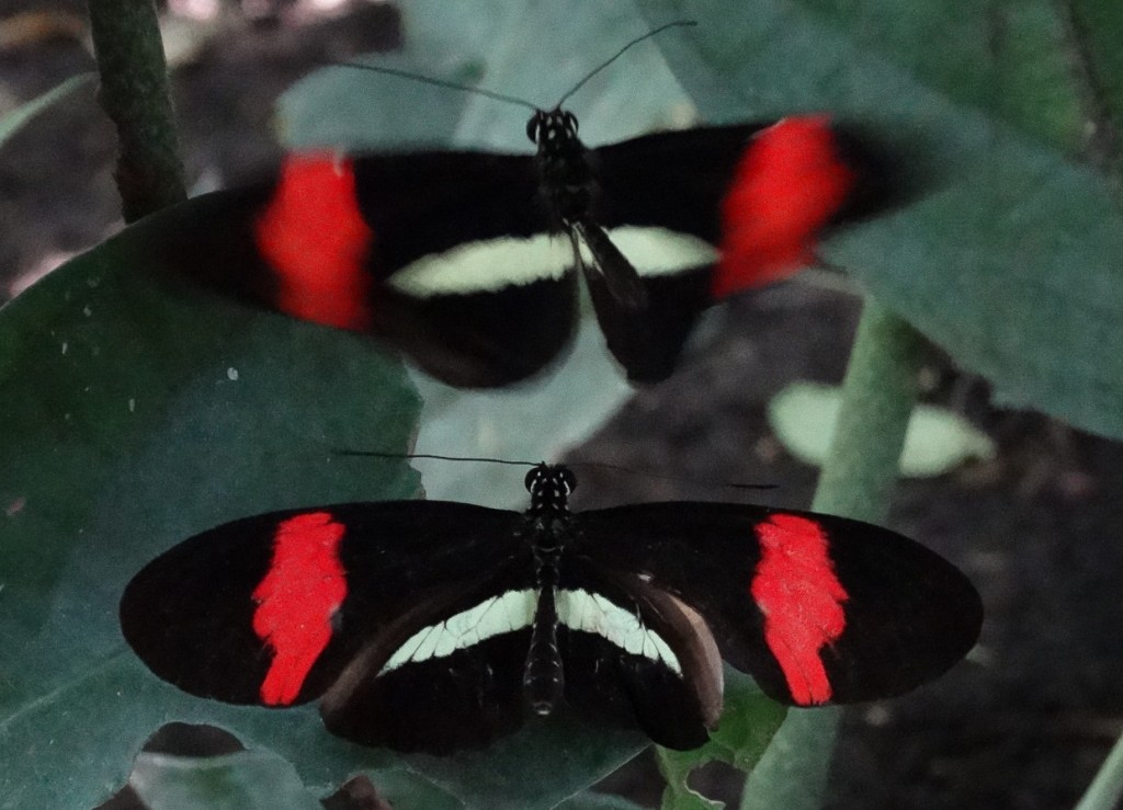 Butterfly - Mud, Pies and Pins