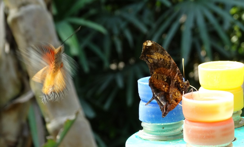 Butterfly - Mud, Pies and Pins