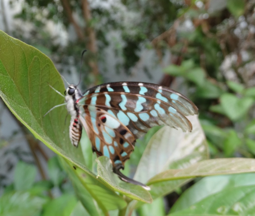 Butterfly - Mud, Pies and Pins