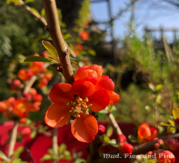 Japenese quince in flower | Mud, pies and Pins