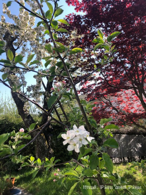 Apple tree in bloom  | Mud, Pies and Pins