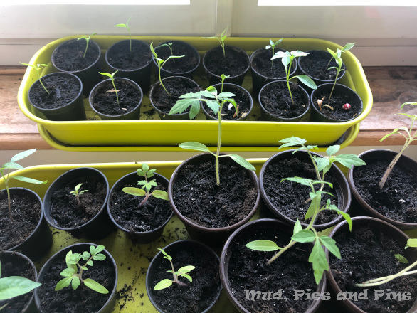 Plant seedlings | Mud, Pies and Pins