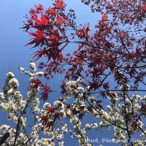 Trees in spring | Mud, Pies and Pins