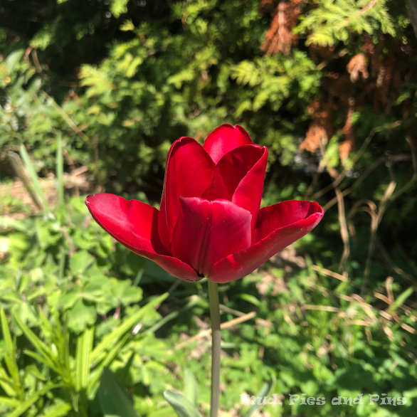 Tulip | Mud, Pies and Pins